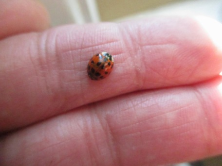 ladybug2bhand2